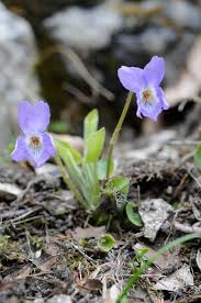 Attēlu rezultāti vaicājumam “Viola collina leaf”