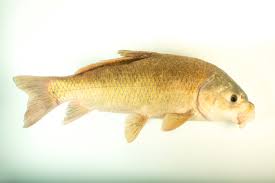 Image result for Ictiobus niger