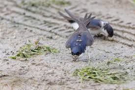 Attēlu rezultāti vaicājumam “Delichon urbicum juvenile”