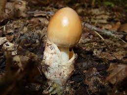 Attēlu rezultāti vaicājumam “Amanita crocea”