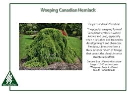 Attēlu rezultāti vaicājumam “Tsuga canadensis”