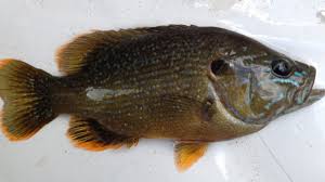 Image result for Lepomis cyanellus