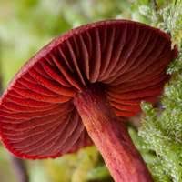 Attēlu rezultāti vaicājumam “Cortinarius sanguineus”