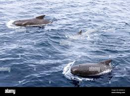 Image result for Globicephala melas