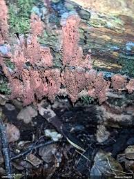 Attēlu rezultāti vaicājumam “Arcyria, Heterotrichia sp.”