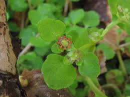 Attēlu rezultāti vaicājumam “Chrysosplenium alternifolium bud”