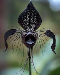 Image result for Tacca chantrieri