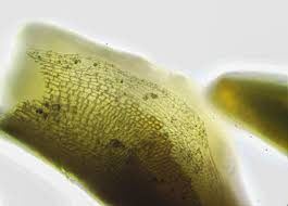 Attēlu rezultāti vaicājumam “Aloina rigida sporophyte”