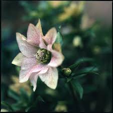 Image result for Christrose