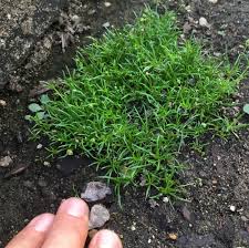 Attēlu rezultāti vaicājumam “Sagina procumbens fruit”