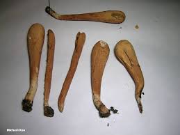 Attēlu rezultāti vaicājumam “Clavariadelphus pistillaris”