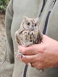 Image result for Otus scops