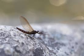 Attēlu rezultāti vaicājumam “Leptophlebia nebulosa”