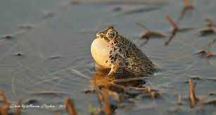 Attēlu rezultāti vaicājumam “Pseudepidalea viridis”