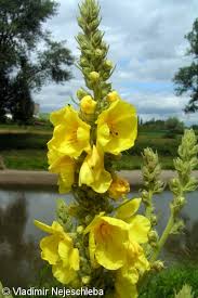 Image result for Verbascum densiflorum