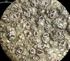 Attēlu rezultāti vaicājumam “Trapelia coarctata”