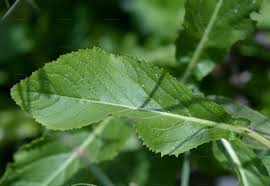 Attēlu rezultāti vaicājumam “Inula britannica leaf”