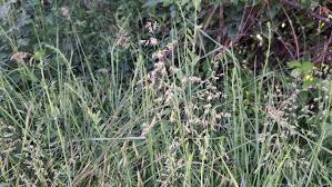 Attēlu rezultāti vaicājumam “Poa trivialis”