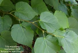 Attēlu rezultāti vaicājumam “Tilia x moltkei”