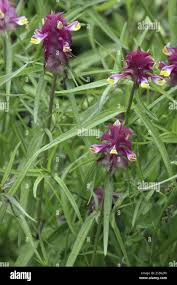 Attēlu rezultāti vaicājumam “Melampyrum cristatum”