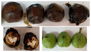 Attēlu rezultāti vaicājumam “Trichia botrytis var. cerifera”