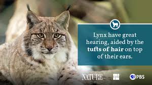 Attēlu rezultāti vaicājumam “Lynx lynx”