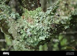 Attēlu rezultāti vaicājumam “Platismatia glauca”