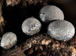 Attēlu rezultāti vaicājumam “Badhamia macrocarpa”