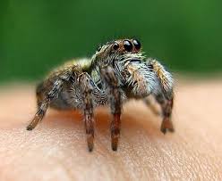 Attēlu rezultāti vaicājumam “Evarcha falcata female”