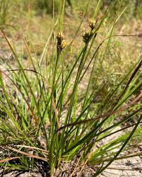 Attēlu rezultāti vaicājumam “Carex chordorrhiza fruit”
