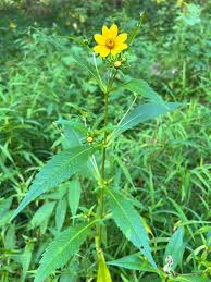 Attēlu rezultāti vaicājumam “Bidens cernua flower”