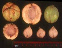 Attēlu rezultāti vaicājumam “Carya ovata fruit”