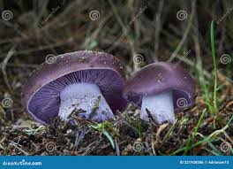 Attēlu rezultāti vaicājumam “Lepista nuda”