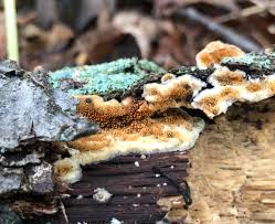 Attēlu rezultāti vaicājumam “Steccherinum ochraceum”