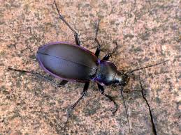 Attēlu rezultāti vaicājumam “Carabus violaceus”