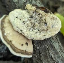 Attēlu rezultāti vaicājumam “Trametes”