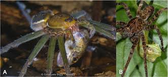 Attēlu rezultāti vaicājumam “Pisauridae”