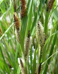 Attēlu rezultāti vaicājumam “Carex appropinquata fruit”