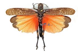 Attēlu rezultāti vaicājumam “Psophus stridulus”