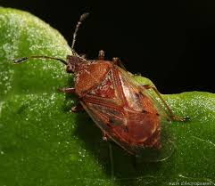 Attēlu rezultāti vaicājumam “Kleidocerys resedae”