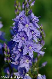 Attēlu rezultāti vaicājumam “Veronica austriaca subsp. teucrium leaf”