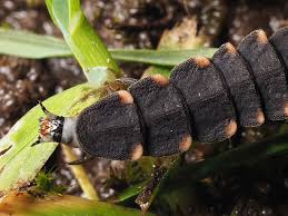 Attēlu rezultāti vaicājumam “Lampyris noctiluca larva”