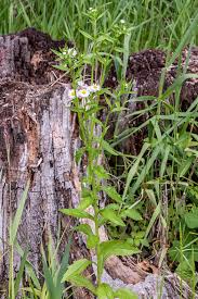 Attēlu rezultāti vaicājumam “Erigeron annuus leaf”