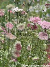 Image result for Daucus carota