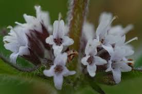 Attēlu rezultāti vaicājumam “Mentha x verticillata”