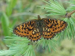 Attēlu rezultāti vaicājumam “Boloria eunomia underside”