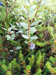 Attēlu rezultāti vaicājumam “Vaccinium uliginosum”