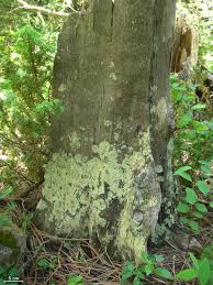 Attēlu rezultāti vaicājumam “Parmeliopsis ambigua”