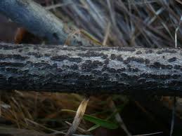 Attēlu rezultāti vaicājumam “Anthostoma decipiens”