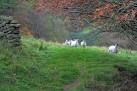 I caused some anxiety in these sheep when I split the flock. - via Daymix